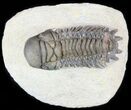 Crotalocephalina Trilobite - Foum Zguid, Morocco #49482-3